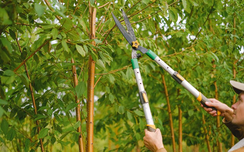 Tree trimming in Simpsonville, KY
