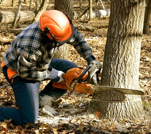 Tree Removal in Simpsonville, KY